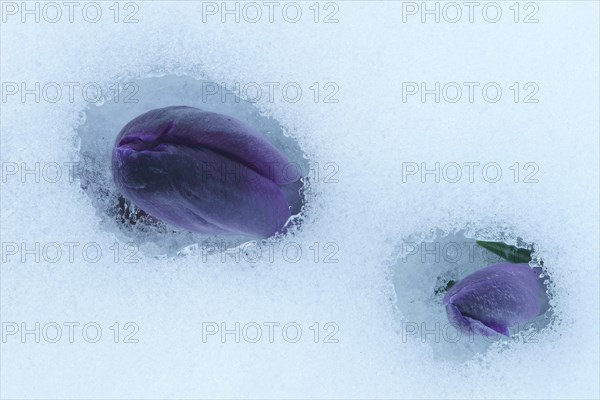 Purple Spring Crocus (Crocus vernus)