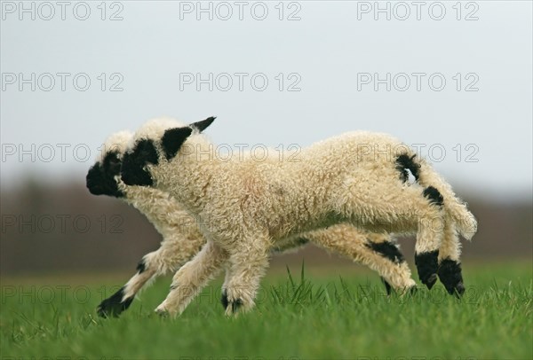 Valais Blacknose sheep (Ovis orientalis aries)
