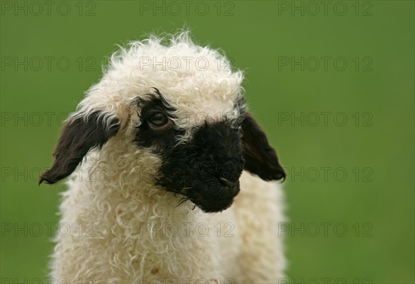 Valais Blacknose sheep (Ovis orientalis aries)