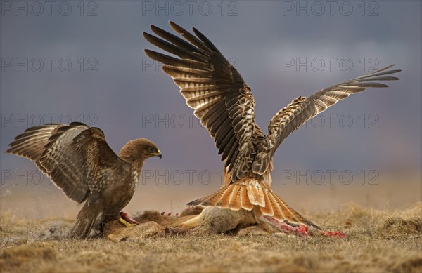 Common Buzzard (Buteo buteo) and a Red Kite (Milvus milvus) with the carcass of a deer
