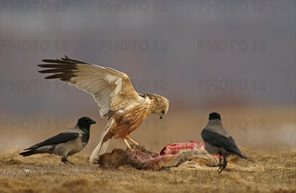 Marsh Harrier (Circus aeruginosus)