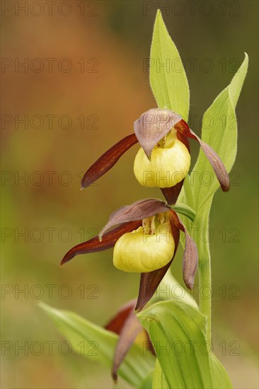 Blooming Yellow Lady's Slipper (Cypripedium calceolus)