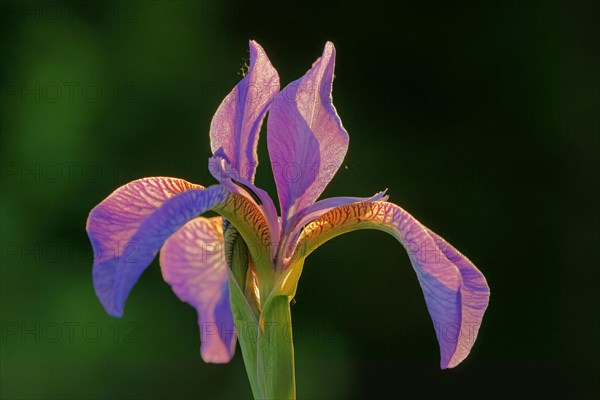 Siberian Iris (Iris sibirica)