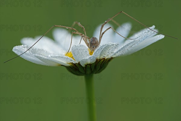 Harvestman (Opiliones sp.)