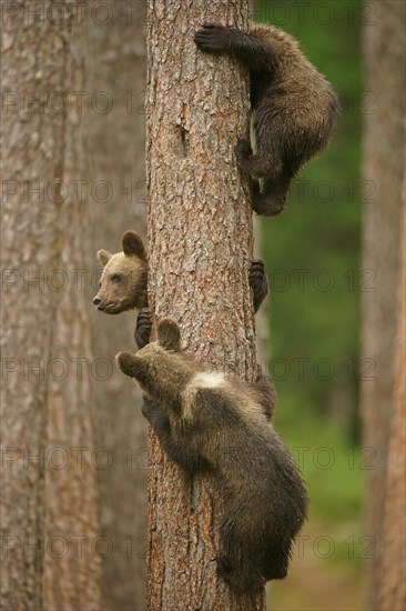 Brown Bears (Ursus arctos)