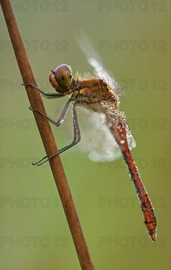 Ruddy Darter (Sympetrum sanguineum)