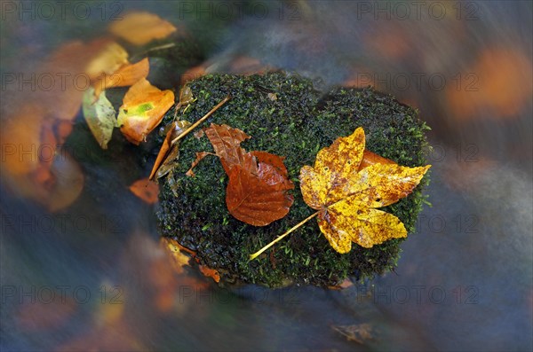 Autumn leaves in the Nidda river