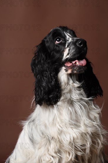 English Cocker Spaniel