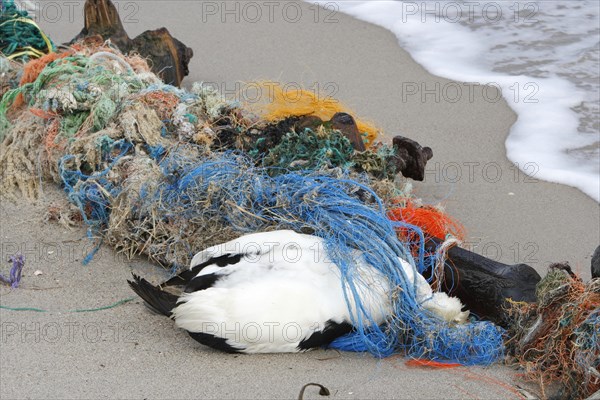 Dead Eider sea-duck (Somateria mollissima)