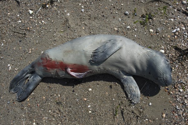 Seal (Phoca vitulina)