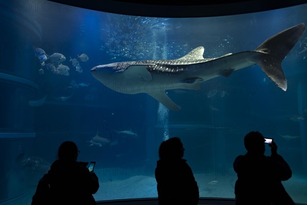 Silhouettes of visitors in front of a large aquarium with fish