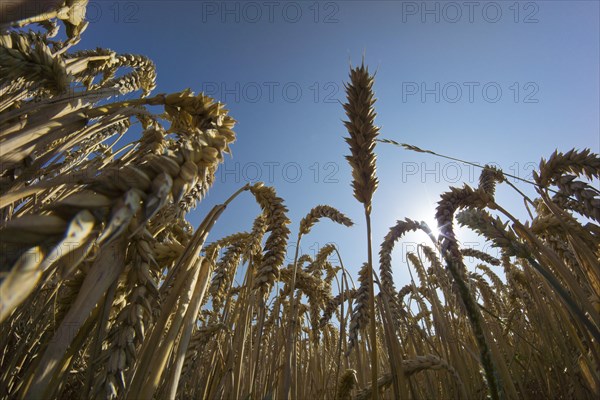 Wheat field