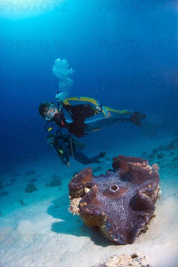 Scuba diver observing a Maxima Clam or Giant Clam (Tridacna maxima)