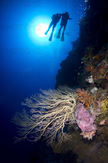 Large Gorgonian on a steep wall