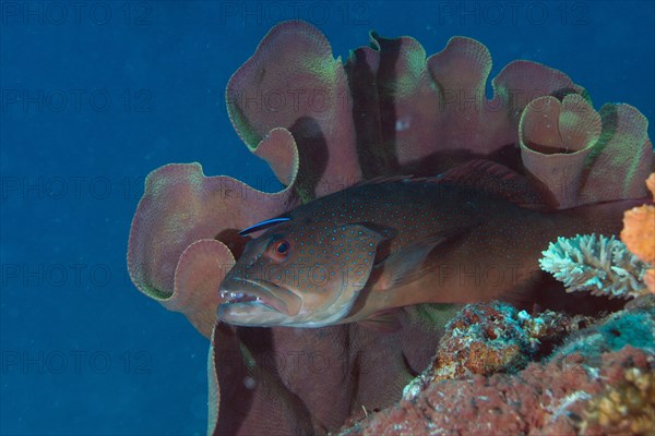 Blue-lined Coral Trout or Highfin Coral Grouper (Plectropomus oligacanthus) with a cleaner fish on a reef