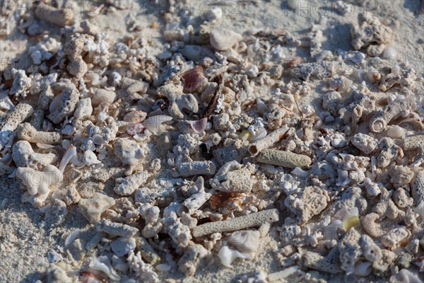 Coral sand