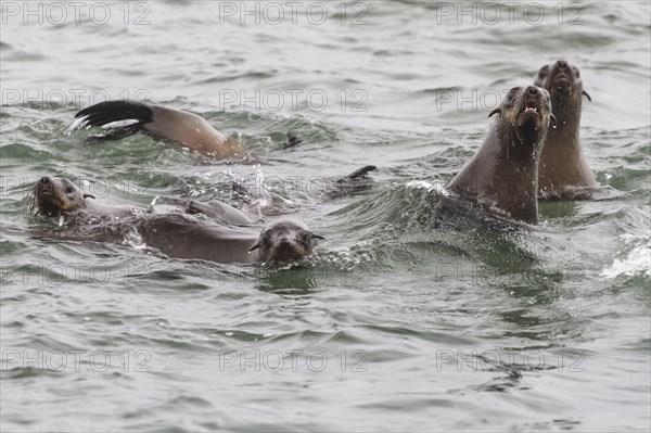 South African Fur Seals (Arctocephalus pusillus)