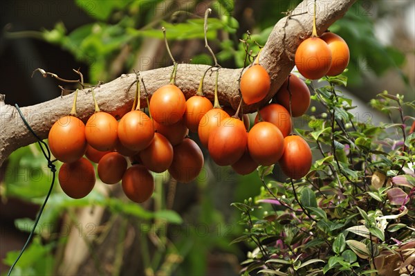 Tamarillos (Solanum betaceum