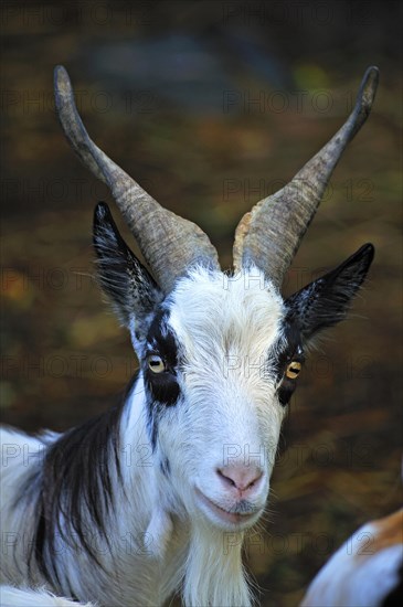 Girgentana-Tajik goat
