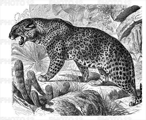 Leopard (Panthera pardus)