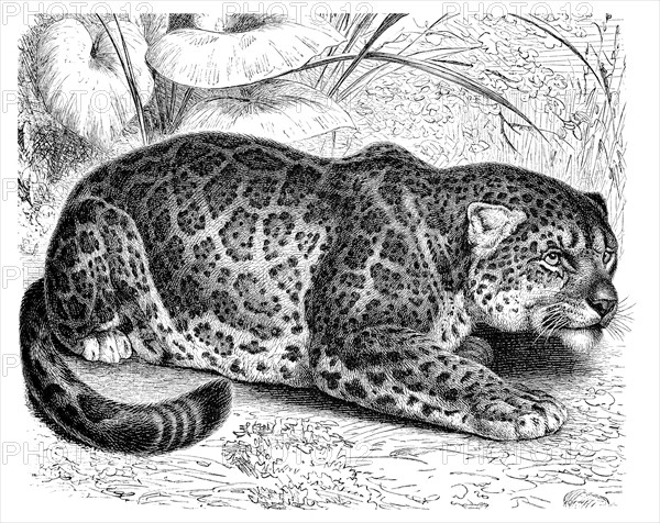 Jaguar (Panthera onca)