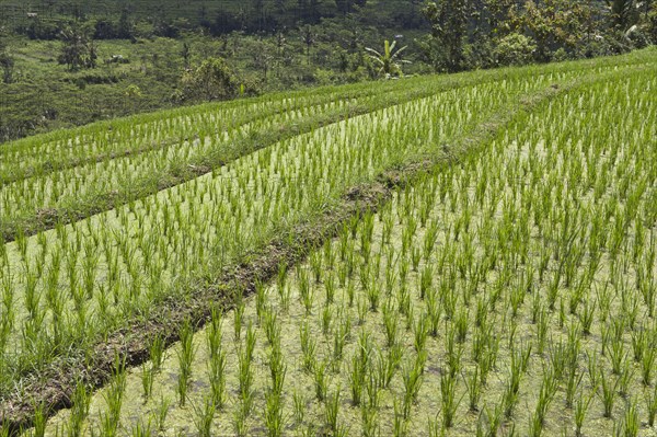 Young rice plants in the paddy field