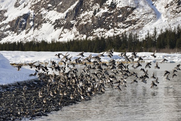 Rock sandpipers (Calidris ptilocnemis)