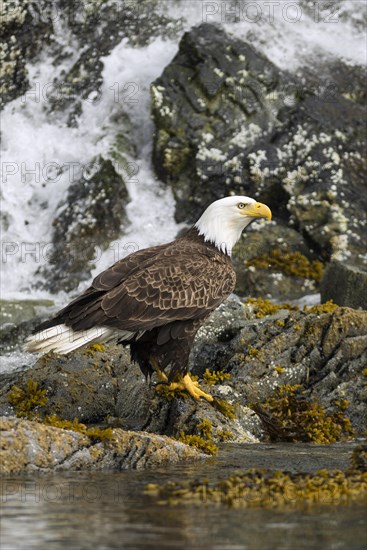 Bald Eagle (Haliaeetus leucocephalus)