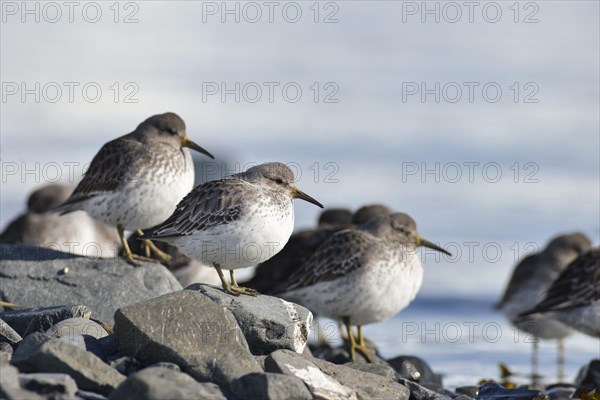 Rock sandpipers (Calidris ptilocnemis)