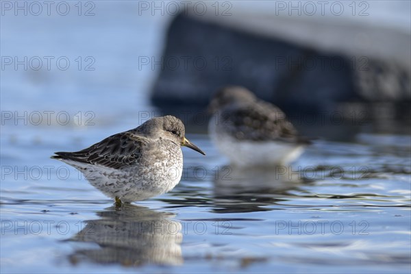 Rock sandpipers (Calidris ptilocnemis)