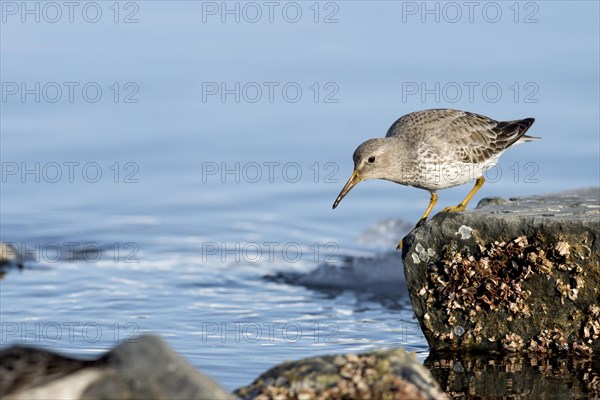 Rock sandpiper (Calidris Ptilocnemis)
