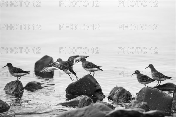 A flock of Rock sandpipers (Calidris ptilocnemis)