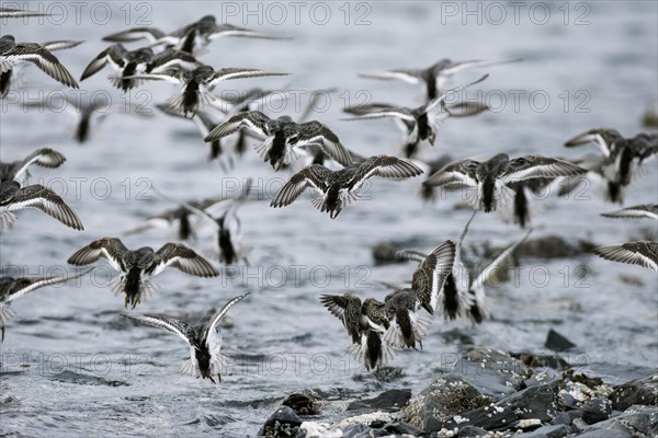 A flock of Rock sandpipers (Calidris ptilocnemis)
