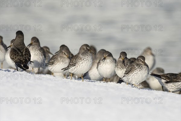 A flock of Rock sandpipers (Calidris ptilocnemis)
