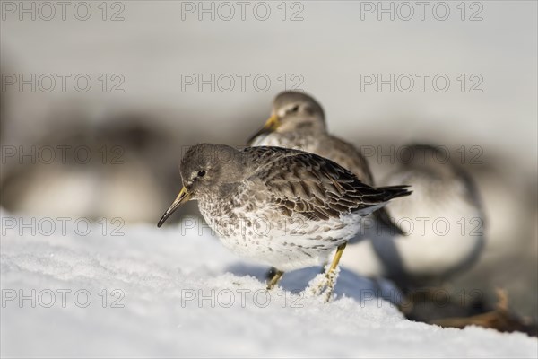 Rock sandpipers (Calidris ptilocnemis)
