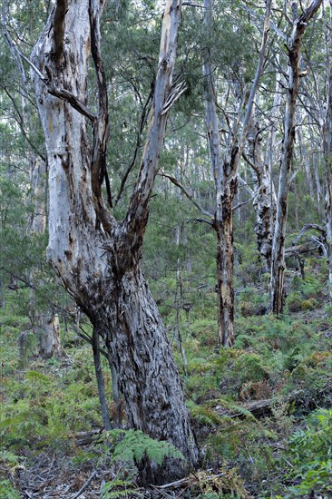 Karri trees (Eucalyptus diversicolor)