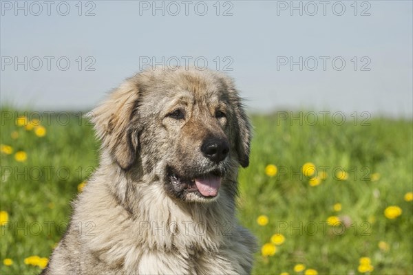 Caucasian Shepherd Dog