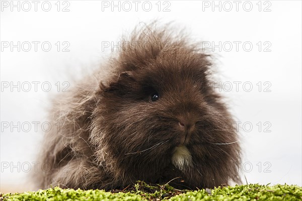 Swiss Teddy Guinea Pig