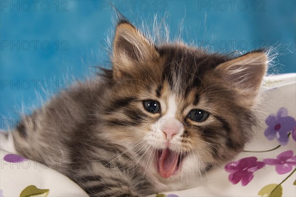 Siberian Forest Cat