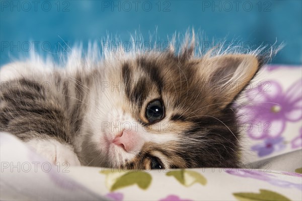 Siberian Forest Cat
