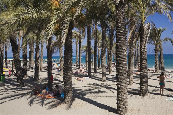 Palm trees on the beach
