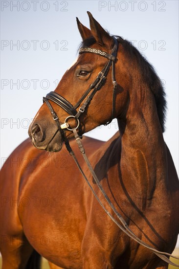 Austrian Warmblood