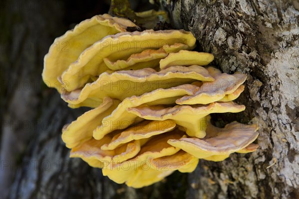 Sulphur Polypore