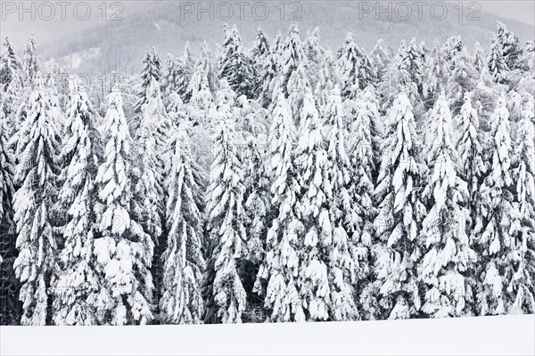 Snow-covered forest