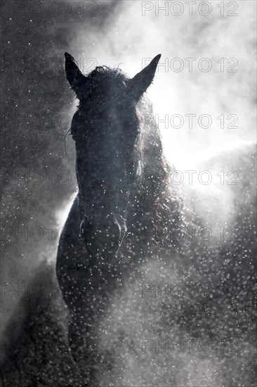 Friesian gelding