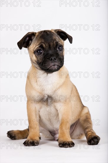 Retro Pug puppy