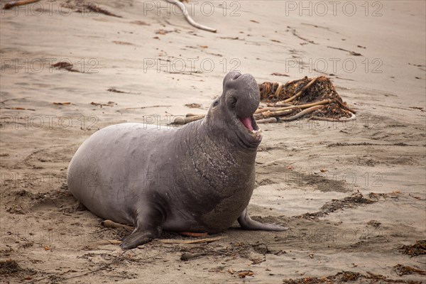Northern Elephant Seal (Mirounga angustirostris)