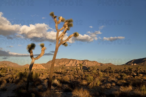 Hidden Valley with Joshua trees (Yucca brevifolia) and rocks