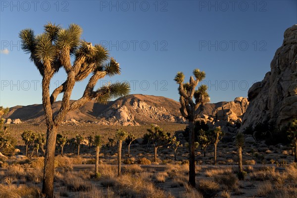 Hidden Valley with Joshua trees (Yucca brevifolia) and rocks