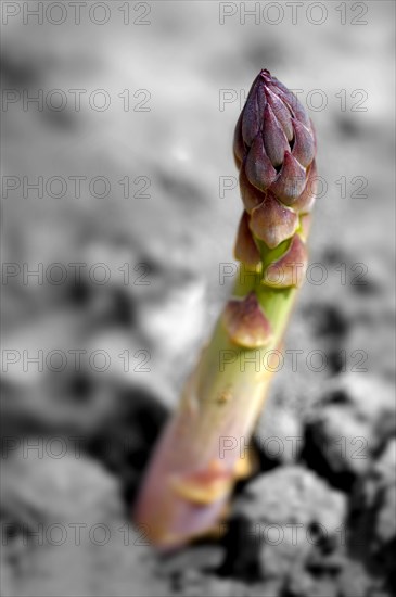 Fresh asparagus spears growing in a field